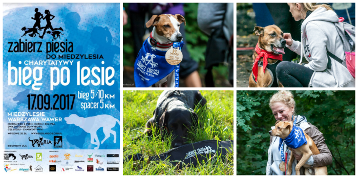 2018-06-12 16_50_15-Collage - #collage i dodatkowe strony (15) _- Microsoft Edge